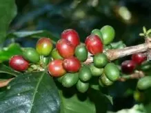 咖啡种植对环境的要求