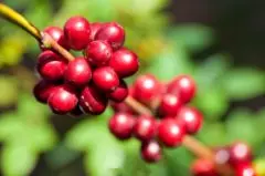 咖啡樱桃果实是什么样子的？