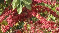咖啡知识--关于咖啡树生长的过程