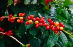 咖啡树在世界各地的种植分布状况