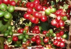 咖啡百科 关于咖啡的植物生长介绍