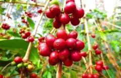 世界精品咖啡产地 墨西哥咖啡豆