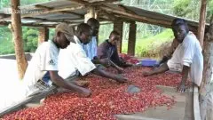 世界精品咖啡产地 波多黎各咖啡豆