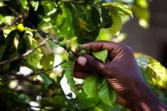 咖啡产地 非洲卢旺达精品咖啡豆