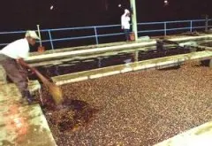 咖啡生豆处理方式介绍  水洗法