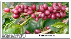 咖啡品种 帕卡玛拉Pacamara