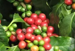 云南咖啡初加工要求（阿拉比卡种）