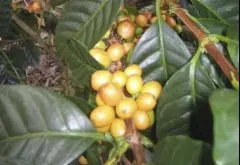 精品咖啡豆 咖啡品种帕卡马拉