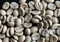 精品咖啡豆 CoE 竞赛优胜咖啡豆