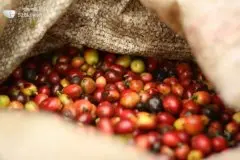 精品咖啡学 咖啡产地玻利维亚