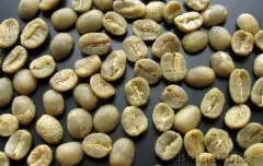 精品咖啡学 云南BM种（蓝山种）咖啡生豆