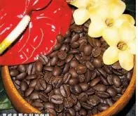 精品咖啡常识 价比黄金的野生咖啡