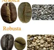精品咖啡学 罗布斯塔的基础知识