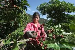 中国咖啡市场 咖啡丰收农民致富