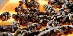 精品咖啡基础常识 麝香猫咖啡的主要特点