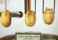 精品咖啡烘焙 咖啡烘焙进程演示
