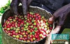 为什么非洲很少有人喝咖啡?