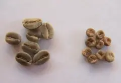 精品咖啡豆咖啡品种介绍 毛伊摩卡