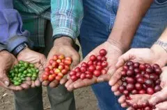 说说咖啡豆的品种种类