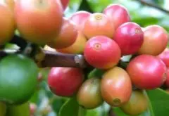 精品咖啡豆的加工 湿处理法