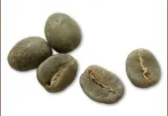精品咖啡豆种类 卡蒂姆咖啡豆图片