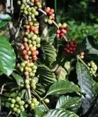 世界顶级精品咖啡豆 著名的猫屎咖啡