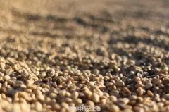咖啡豆基础知识 从果实到咖啡豆的过程