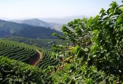 精品咖啡豆生产地 巴西精品咖啡庄园