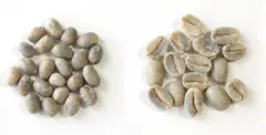 精品咖啡豆基础常识 咖啡豆分公母吗？