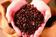 关于“豆后” 精品咖啡科纳咖啡豆