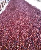 咖啡豆产区-非洲-肯尼亚
