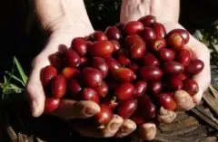咖啡豆原种 阿拉比卡、罗巴斯塔、里培瑞卡、埃克赛尔沙