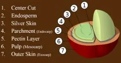 精品咖啡豆知识 咖啡樱桃的内部结构图