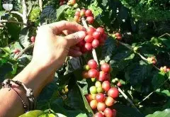 精品咖啡豆知识 咖啡产地尼加拉瓜