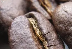 精品咖啡豆知识 咖啡产地马提尼克岛