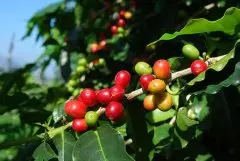 精品咖啡学 咖啡中所含的各种酸性物质