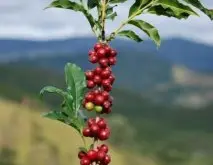 精品咖啡学 咖啡树的生成环境