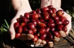 精品咖啡学 种植最多的咖啡豆种类