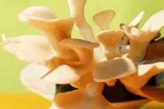咖啡渣的用处 咖啡渣上种蘑菇