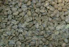 咖啡豆呈绿色 也被称作“绿咖啡”