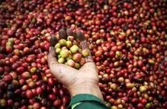 精品咖啡豆非洲生产国 咖啡豆产地介绍