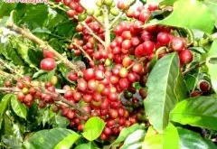 咖啡豆的基础知识 咖啡的三大原生种