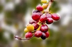 巴西咖啡豆 速溶咖啡的主要原料也是巴西咖啡豆