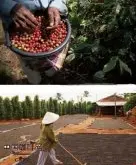 老挝咖啡 出产世界上最好的咖啡