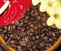 美国唯一的咖啡种类 夏威夷的野生咖啡