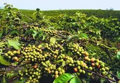 咖啡常识 咖啡树的种植要求和种植条件
