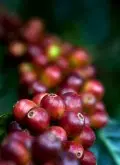 中国咖啡文化 关于1898年海南岛引种咖啡年代的调查