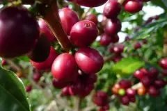全球不同咖啡产地的咖啡风味 夏威夷的咖啡产地