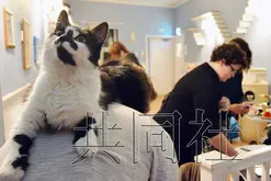 猫咪咖啡馆走红欧洲 日媒发声＂原产地＂系中国