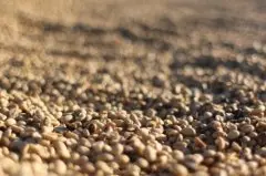 云南省小粒咖啡栽培技术 咖啡树的虫害防治